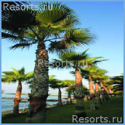 Hawaii Grand Hotel 21
